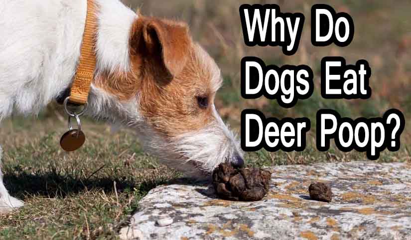 Why Do Dogs Eat Deer Poop?