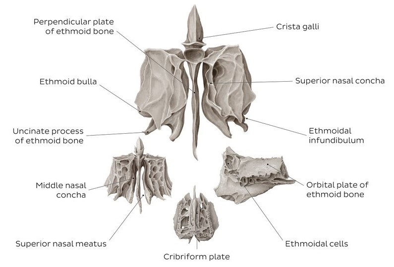 Ethmoid Bone Structure & Function