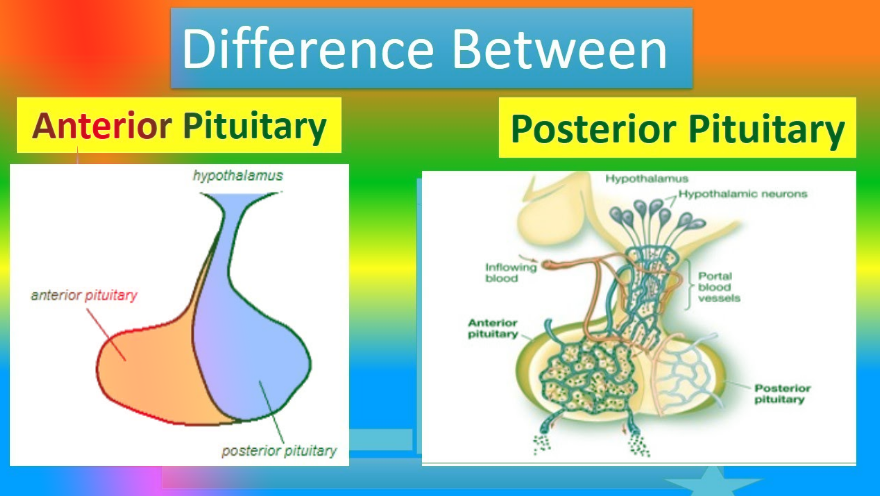 anterior vs posterior Differences