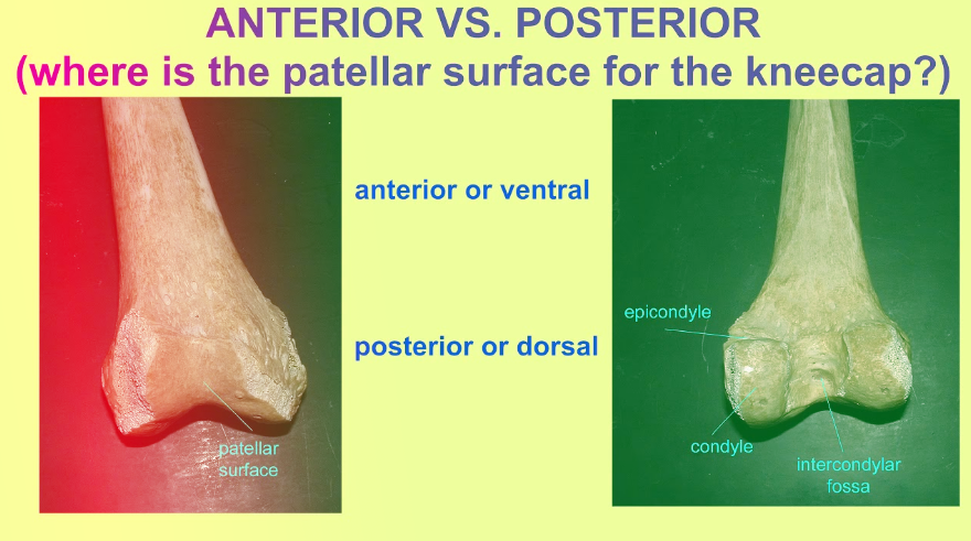 anterior vs posterior