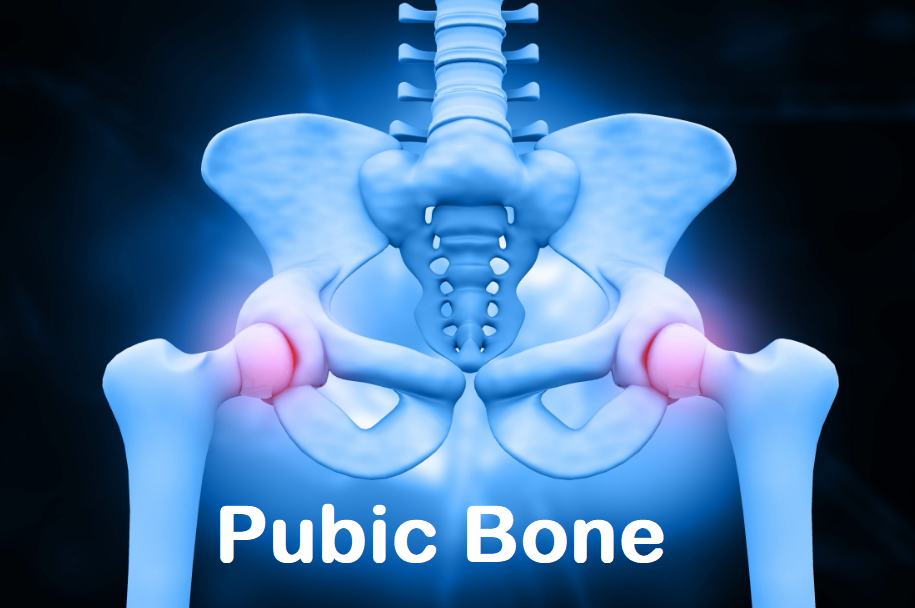 pubic bone