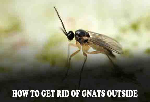 How To Get Rid Of Gnats Outside