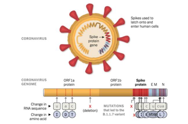 Coronavirus Variant Is Indeed More Transmissible