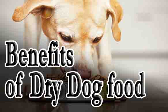 Dry Dog food