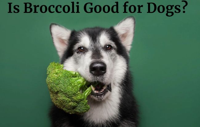 Is Broccoli Good for Dogs?